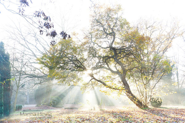 Der alte Baum 20