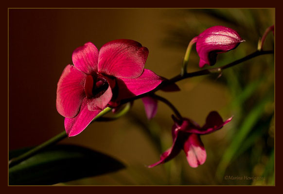 Dendrobium