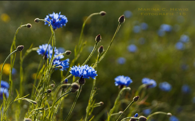 Kornblumen