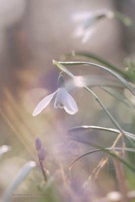 dreaming snowdrop