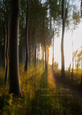 Sommerwald (ICM)