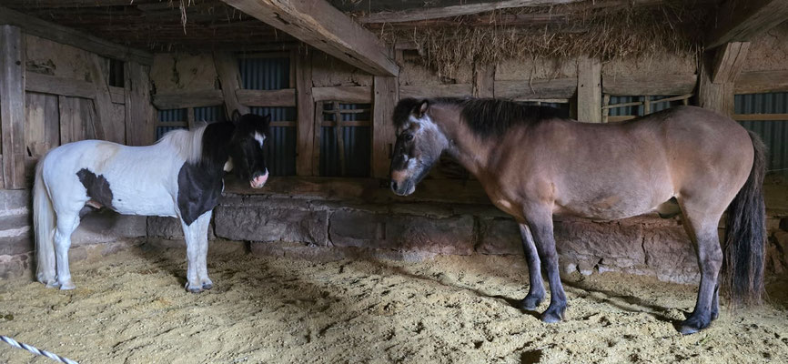 Pedro und Brandur