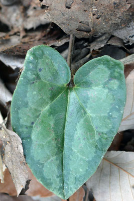 スズカカンアオイ - kanaoiasarum ページ！