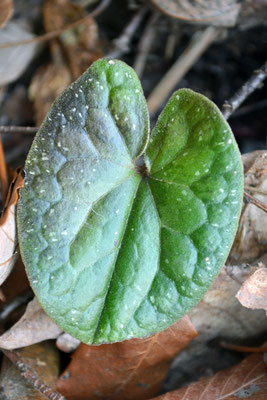 スズカカンアオイ - kanaoiasarum ページ！