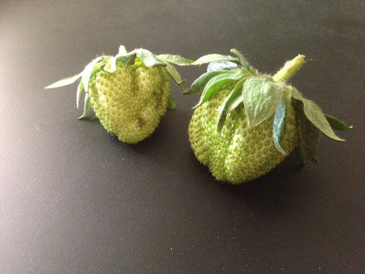 Noch grüne, nicht erntefähige Erdbeeren