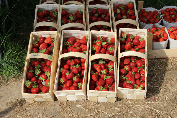 Erdbeeren in 2 kg Spankörben 