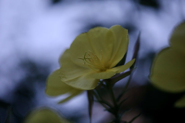 Nachtkerze (Oenothera)