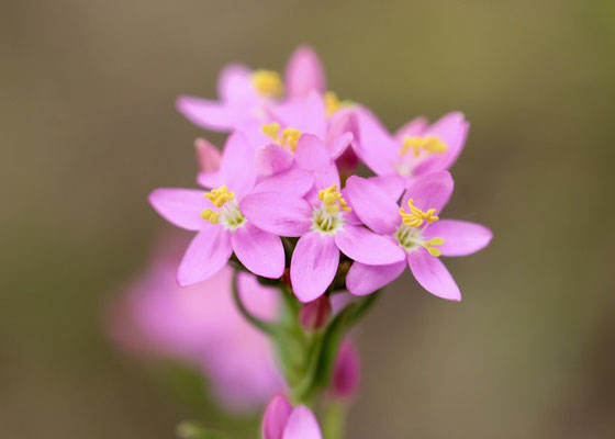 Tausendgüldenkraut (Centaurium)