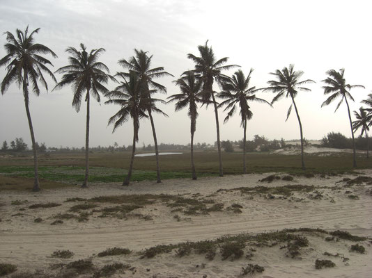 Les palmiers entre le lac rose et la plage du Paris-Dakar