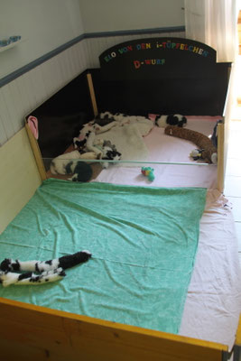 Nun können die Besucher zum Kuscheln kommen