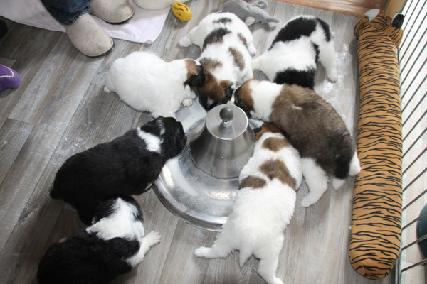 alle haben "das Milch schlabbern" gleich drauf