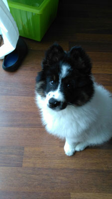 Elosha