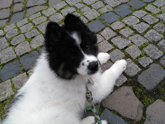 Elosha