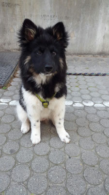 Elani