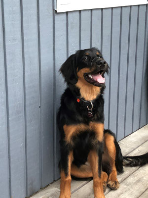 Elli