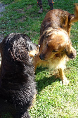 Toto & Svea