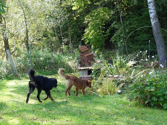 Toto & Rosine