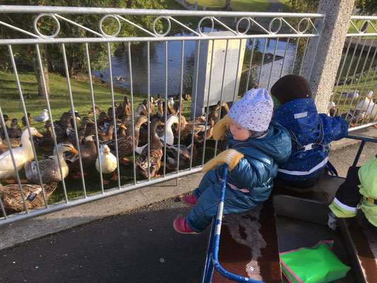 Enten füttern mit den Kindern des Kinderkrippe in Akureyri