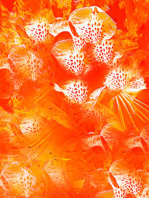 Licht in orange Light in orange