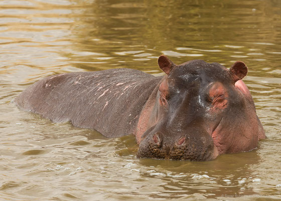 Serengeti: Flusspferd