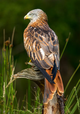 @rodewouw @sony @400-800
