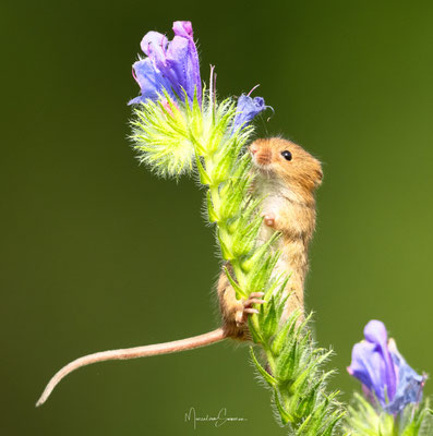 @muis @sony @400-800
