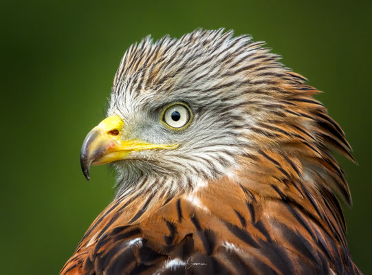 @rodewouw @sony @400-800