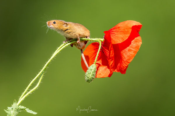 @muis @sony @400-800