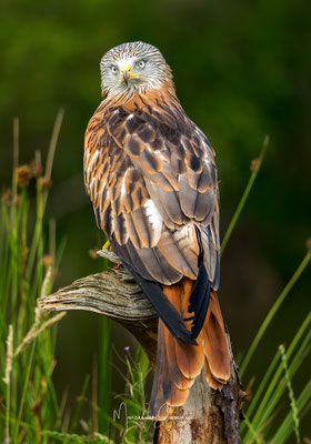 @rodewouw @sony @400-800