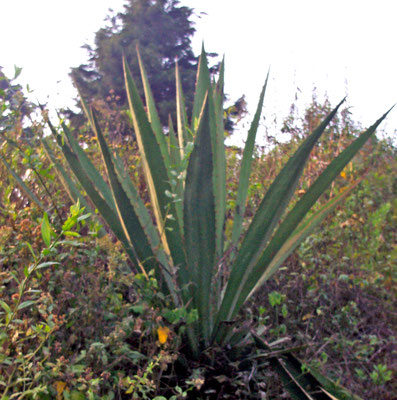 agave - maguey
