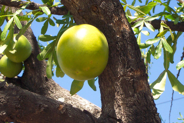 le calebassier : les fruits