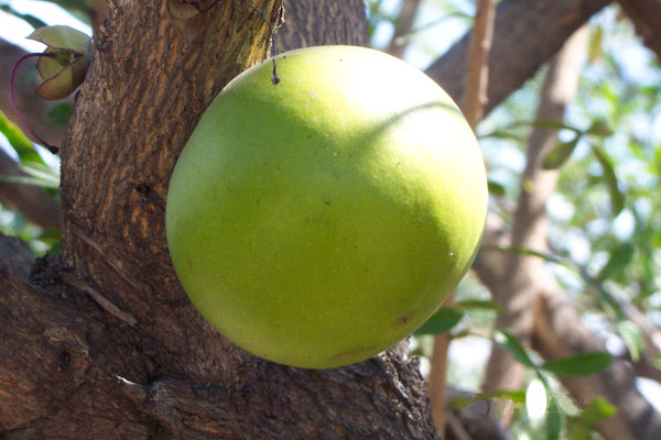 la calabaza