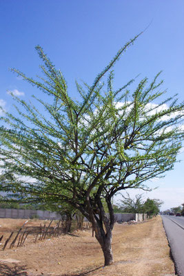 la calabaza