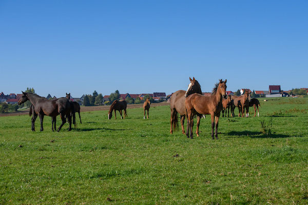 Zuchtstuten und Fohlen auf der Weide