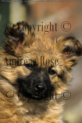 Harzer Fuchs or Harz Fox dog,puppy (Canidae), German dog breed