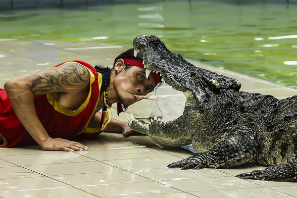 Siamesisches Krokodil (Crocodylus siamensis), Krokodilshow, Zoo Phuket, Thailand, Asien