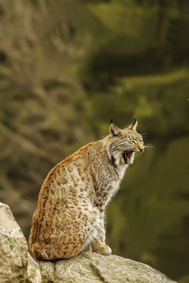 Europäischer Luchs (Lynx lynx)