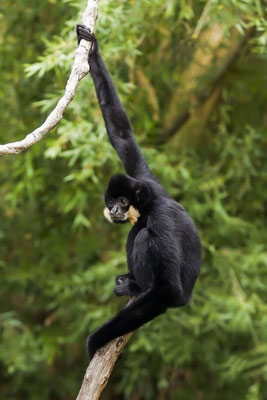  Borneo-Gibbon oder Grauer Gibbon (Hylobates muelleri)