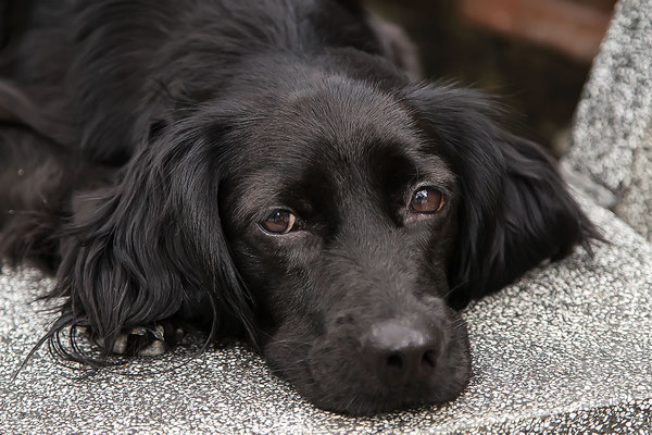 Young labrador mix, male, portrait