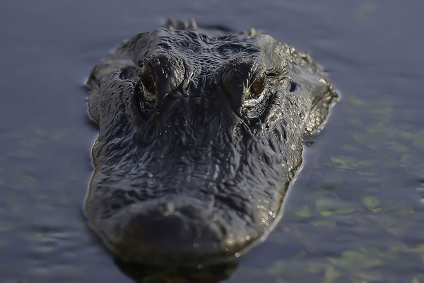  Missisippi-Alligator (Alligator mississippiensis )  im Everglades-Nationalpark, Florida, USA