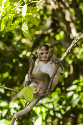 Rhesusaffe, (Macaca mulatta), Nam Cat Nationalpark Vietnam