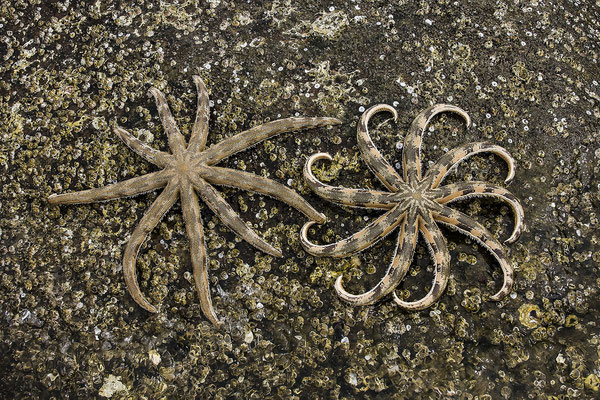 Seestern (Asteroidea), Insel Phu Quoc, Golf von Thailand, Vietnam, Asien