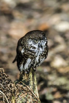 Eurasian Pygmy-owl (glaucidium passerinum ), Bavarian Forest natural preserve, Bavaria, Germany, Europe ( - taken with slide film -)