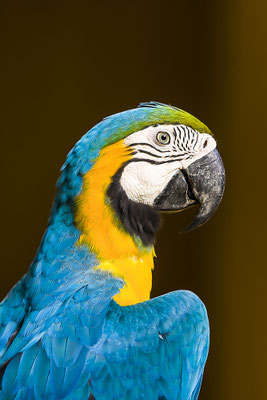 Papagei, Blau-gelber Ara (Ara ararauna), Zoo von Singapur, Asien