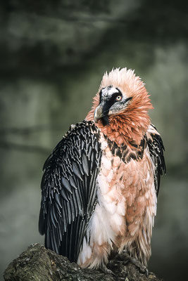 Bartgeier (Gypaetus barbatus), Insel Cres, Kroatien, Europa  (Motiv wurde mit Diafilm aufgenommen)
