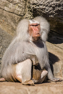 Hamadryas baboon (Papio hamadryas)