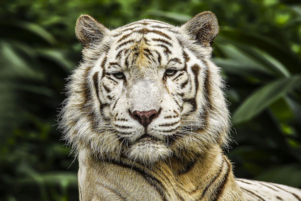 White Tiger (Panthera tigris) yawning, Singapore Zoo, Singapore, Asia