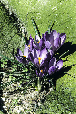 Crocus blossom, Husum Castle Park, Germany, Europe, ( - taken with slide film -)