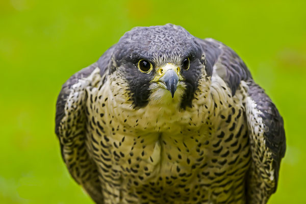 Peregrine Falcon (Falco peregrinus),  Bavarian Forest natural preserve, Bavaria, Germany, Europe