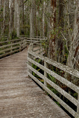 Wooden boardtwalk at Corkscrew Swamp Santuary, Cypress Forest, Florida, USA